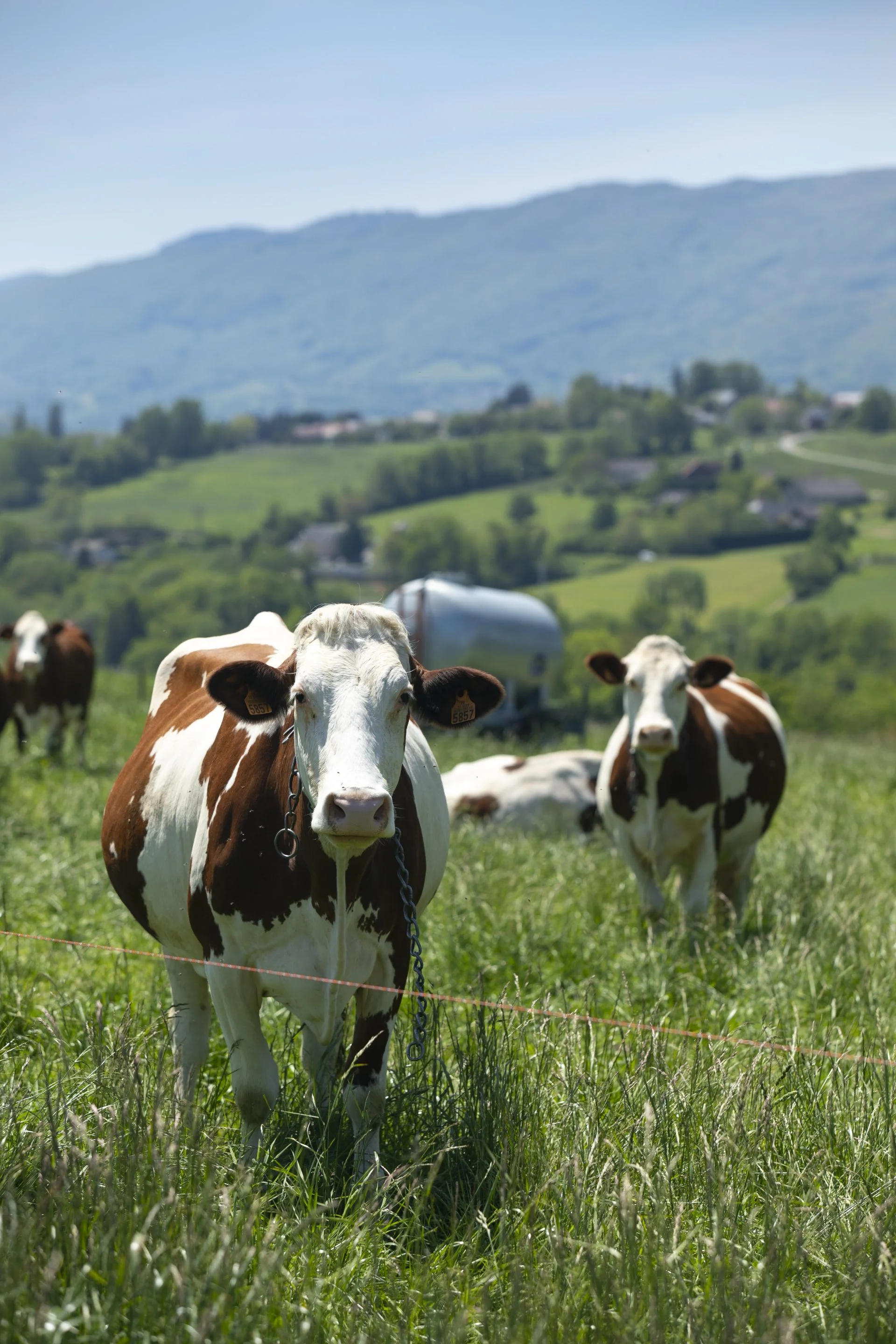 Why Should We Choose Organic Meat? A Conscious Choice for Your Health and Our Nature