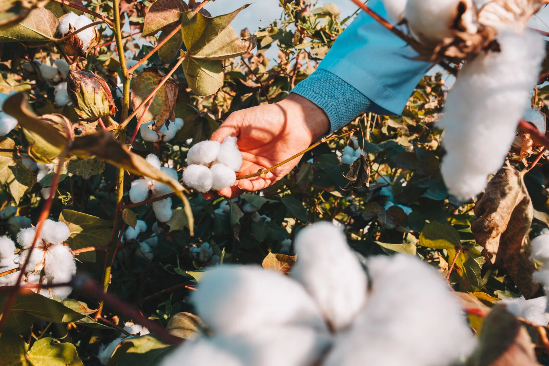 Better Cotton Initiative (BCI) Joins Global ACI to Strengthen Certification Oversight